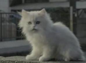 �z���C�g�R�[��2