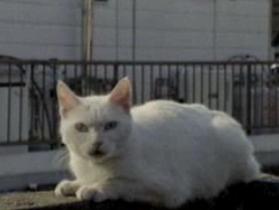 �z���C�g�R�[��3